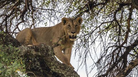 Le lion figure parmi les animaux du parc animalier de Bongo. [Image d'illustration]