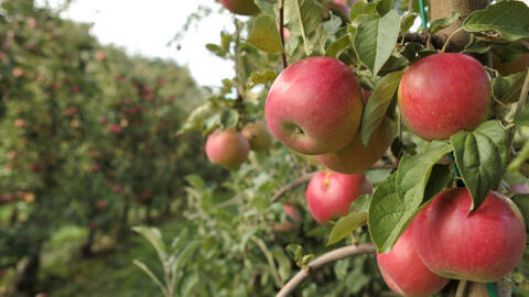 Les prix du concentré de pommes ont augmenté en raison de la pression sur le marché des oranges et des mauvaises récoltes de pommes en Europe.