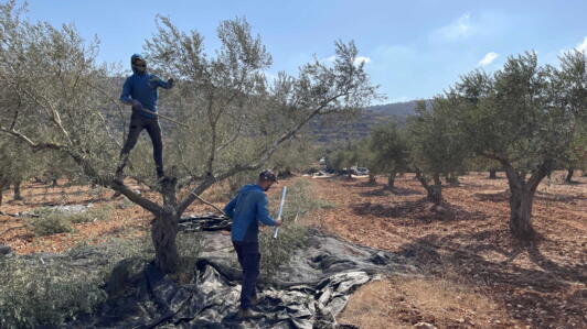 Ali et Abdel Azim récoltent des olives sur leur parcelle à Qusra, en Cisjordanie occupée.