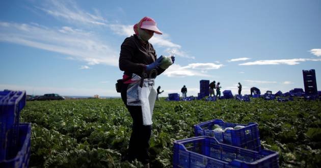 In Spain, many migrant workers are employed in the agricultural sector | Photo: Reuters