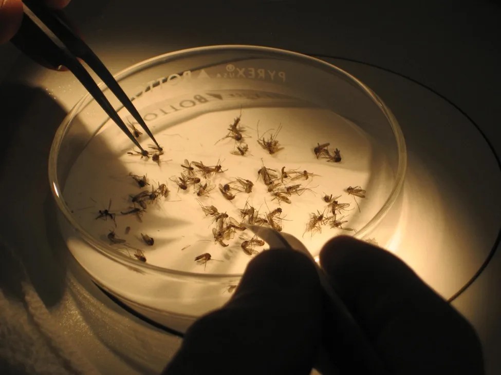 Photo of petri dish with mosquitoes in it