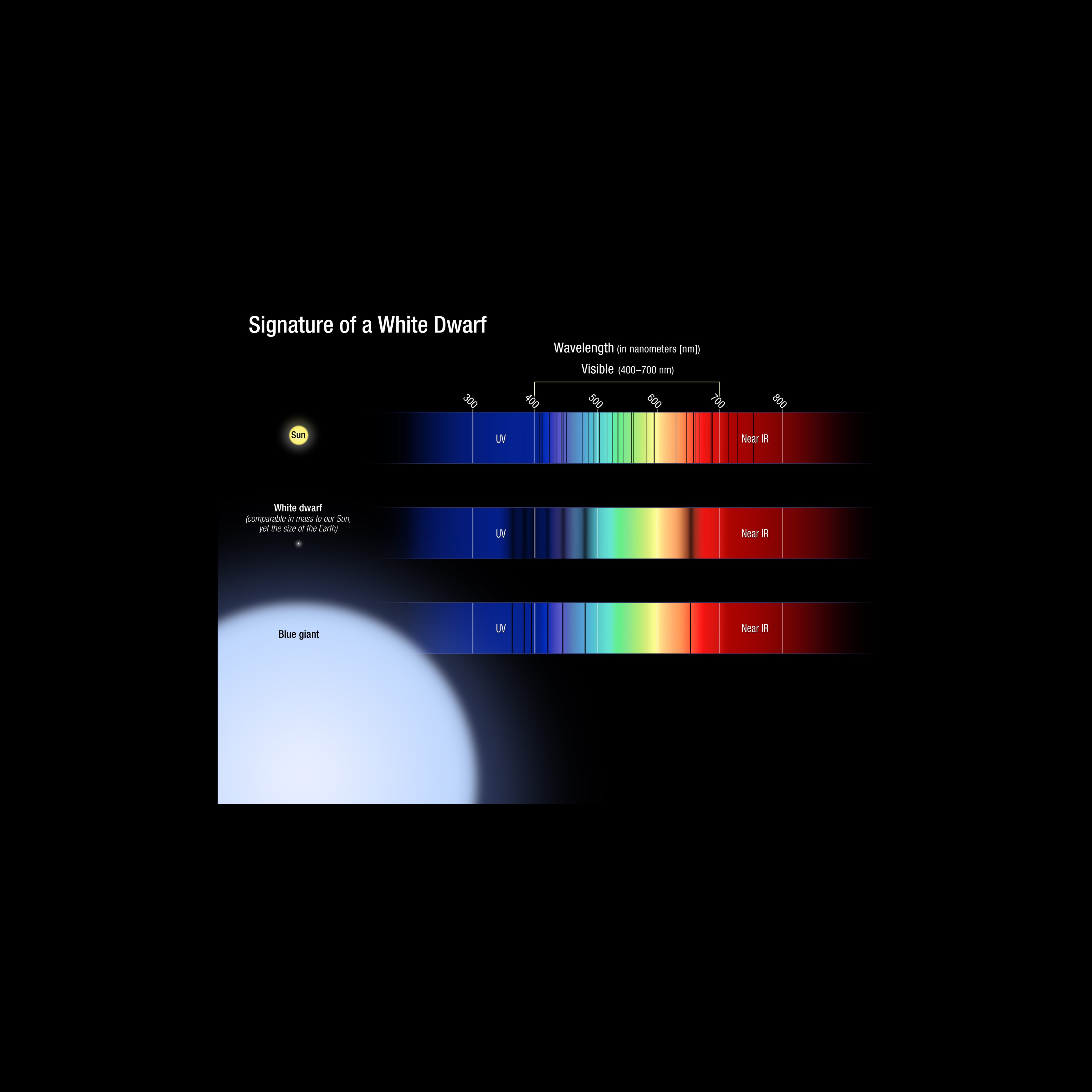 Three absorption spectra: the Sun, a white dwarf, and a blue giant. The white dwarf spectra has wide dark absorption lines.