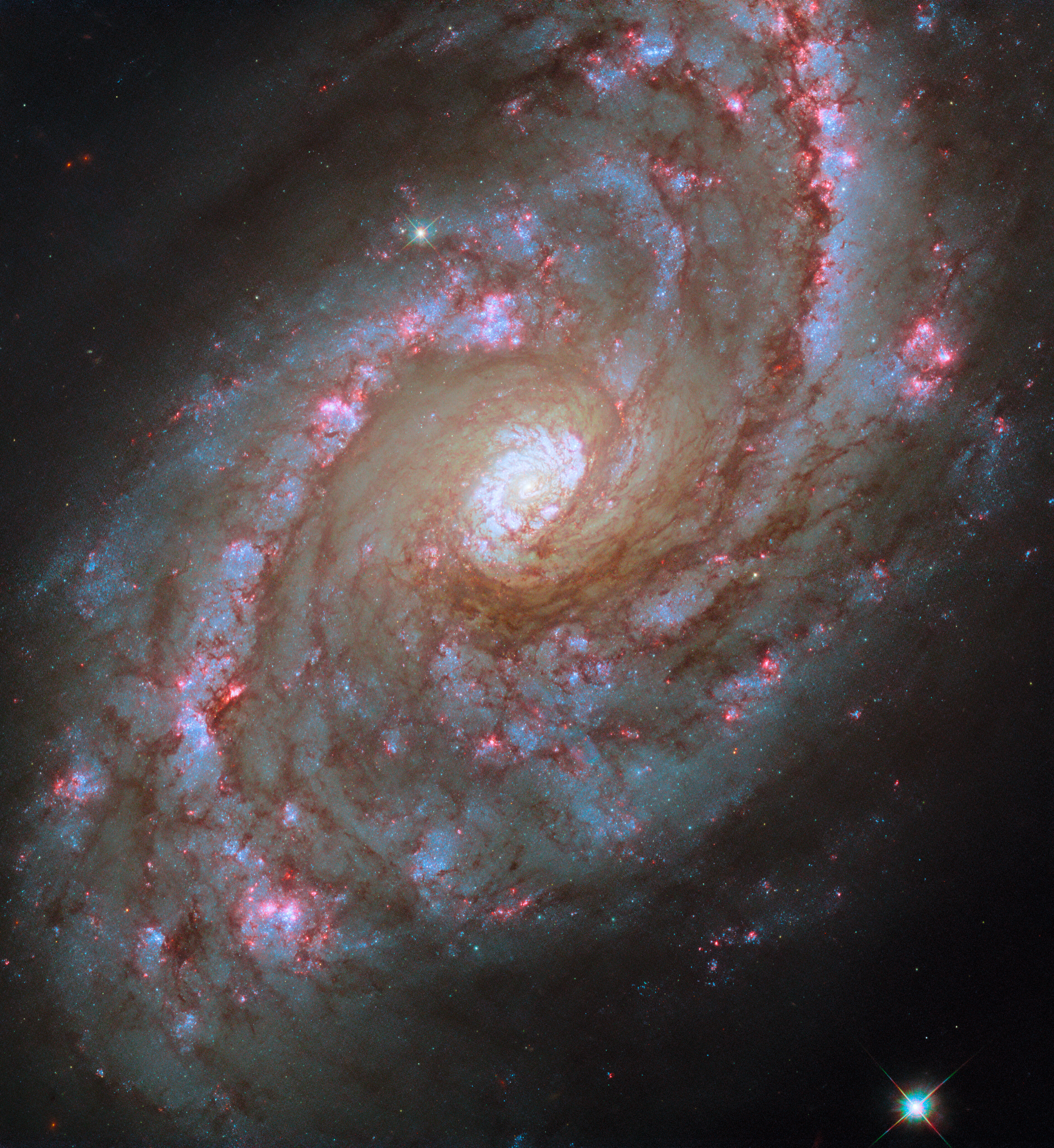 A close-in, face-on view of a spiral galaxy. It has two large arms that curve outward from the round, bright, central region to nearly the corners of the image. Channels of dark reddish dust that blocks light line the arms while bright pink, glowing points denote where stars are forming. Beyond its prominent spiral arms, the galaxy’s oval disk is generally cloudy in form and speckled with stars. A black background is visible behind it.