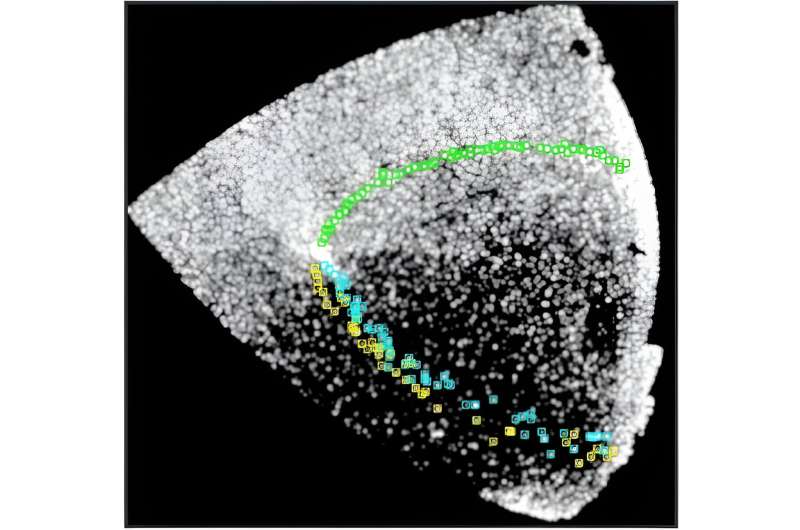 Astronomers detect multiple extended tidal tails in an old globular cluster