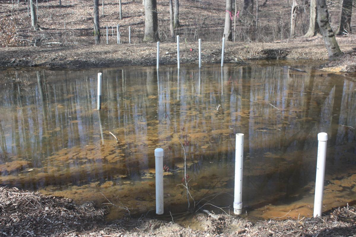 img_3332_leptothrix_at_well_transect_0.jpg