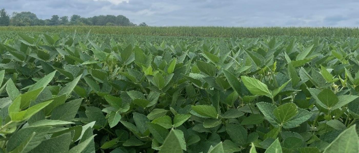 A field of happy soybean plants