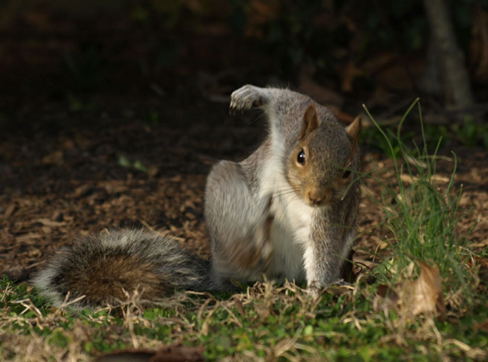 squirrel-photoshop-battle-40