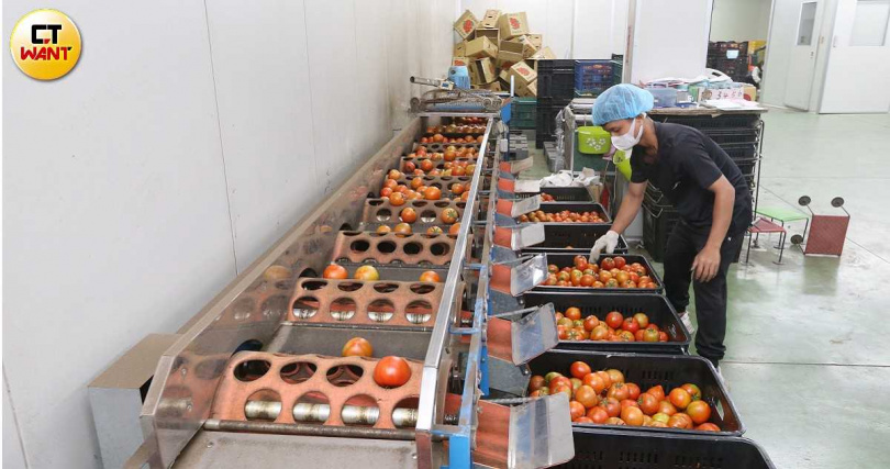 各地契作採摘後的番茄將由貨車直送工廠，透過機械式選果機分類尺寸大小，再由人工依熟度優劣進行分級。（圖／趙世勳攝）