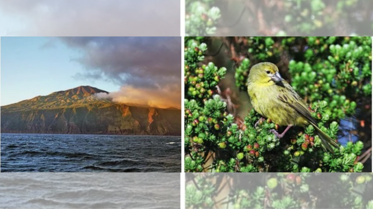 1,000 MILES ON TOP OF THE SEA: The Tristan da Cunha archipelago (L) forms the most remote islands in the world — it is home to endemic wildlife like the Wilkins’ bunting (R) which has evolved a strong beak to feed and survive there (Pictures: Norbert Maczey (L) &amp; Peter Ryan (R), CABI.org)