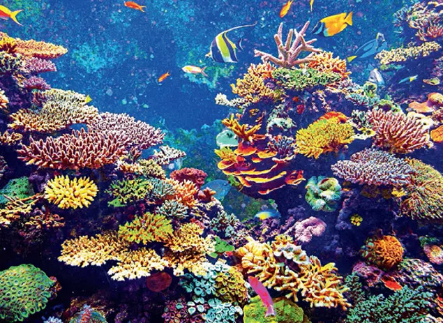 BEFORE: Coral reefs boost oxygen and life