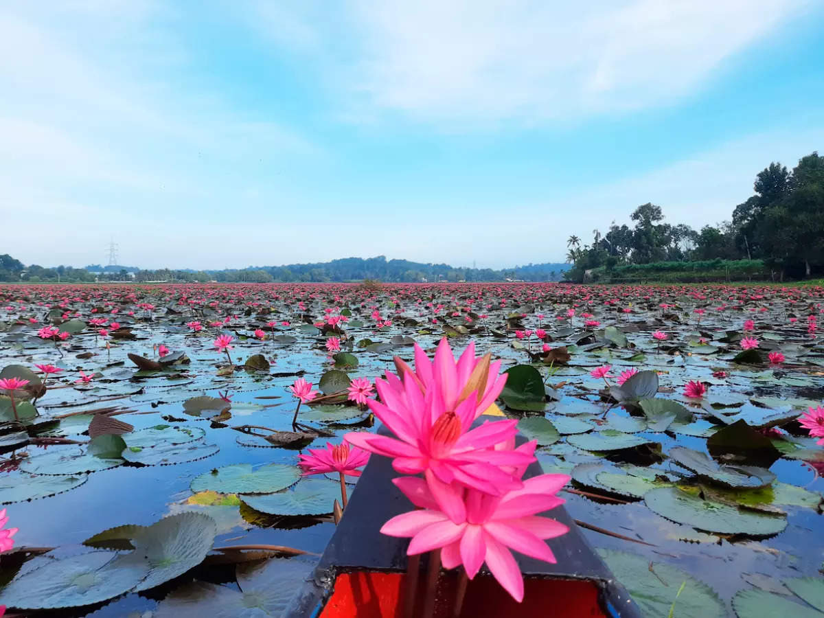 Malarikkal, the Kerala village that comes alive with lilies