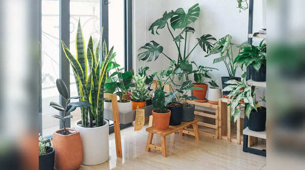 ​Top 7 indoor plants that will bring freshness and purity to your home