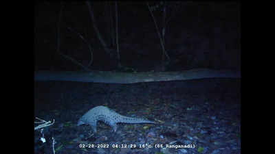 Raimona National Park records rare Chinese pangolin sighting