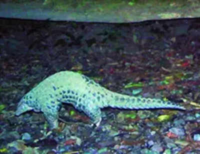 Chinese pangolin caught on cam at Assam national park