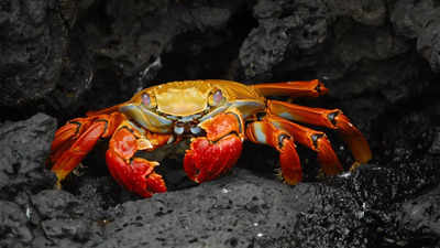 Do crabs feel pain? Groundbreaking study reveals evidence of pain perception in them