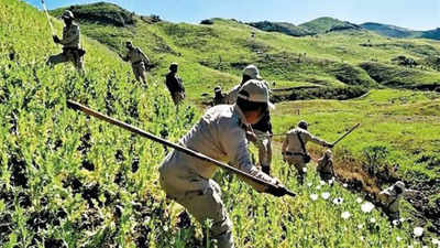 Over 19,000 acres of illegal poppy cultivation destroyed in Manipur since 2017: Report