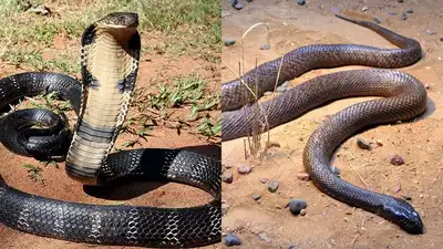 King Cobra vs Inland Taipan: Know the key differences on the basis of size, venom, speed and who would win in a fight