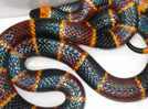 Coral snakes: Know its characteristics, venom, behavior, and their ecological impact