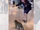 Watch: Monkey encounter at Changi Airport in Singapore shows woman's calm response; animal or human, courtesy is important!