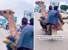 Camel transported cruelly on a motorcycle, viral video sparks outrage