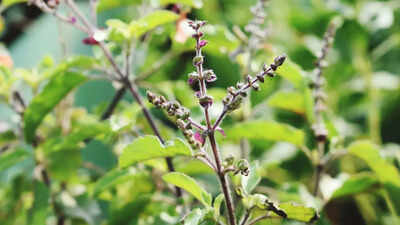 How to prevent Tulsi plant from dying in winter