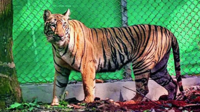 Days after straying into Jharkhand, tigress looks set for Odisha return