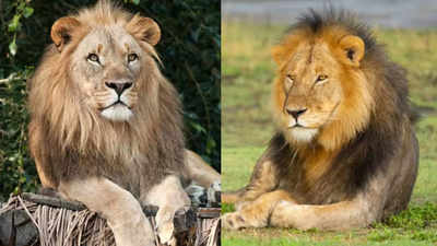 In what ways are Gir Lions of India more superior than their African counterparts