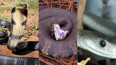 10 fastest snakes in the world including king cobra, cottonmouth viper, black mamba and more