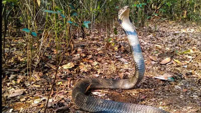 King cobra: The world’s longest venomous snake now classified into four species; know more about newly discovered species