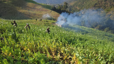 50 acres of illegal poppy cultivation destroyed in Manipur's Ukhrul