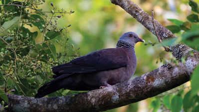 56 bird species from Western Ghats and Goa face global conservation threats