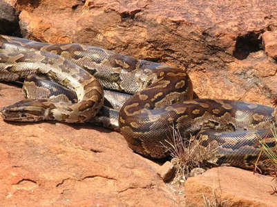 African rock python: The snake species that hunts in packs – physical traits, diet, habitat, and more