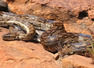 African rock python: The snake species that hunts in packs – physical traits, diet, habitat, and more