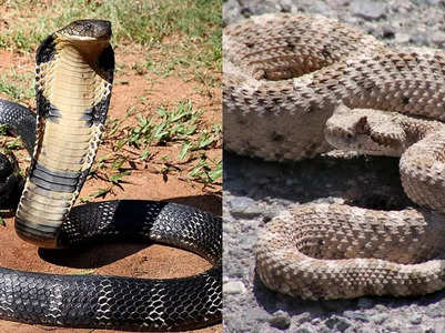 King cobra vs rattlesnakes: Know their physical traits, differences, venom and more; who would win in a fight?