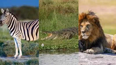 7 most fascinating animals found in Kenya