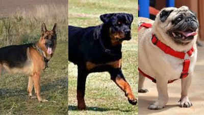 The evolution of dog breeds in the past 100 years