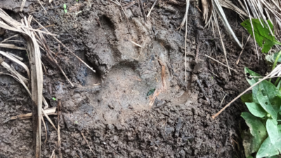 Tiger spotted roaming in Karnataka's Channapur; prompting caution among residents