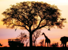 Noctourism drives the night safari travel trend in 2025