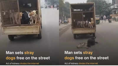 “Not kindness, it’s called dumbness”: Delhi man criticised for setting stray dogs free from surveillance van