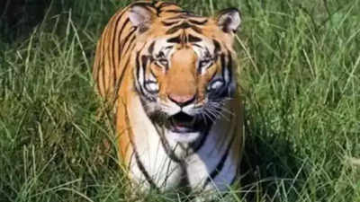 Operation to rescue tiger under way in Badagarakeri