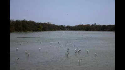 Greens form silent human chain to protect Nerul’s DPS Flamingo Lake