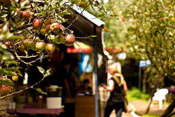 An apple orchard