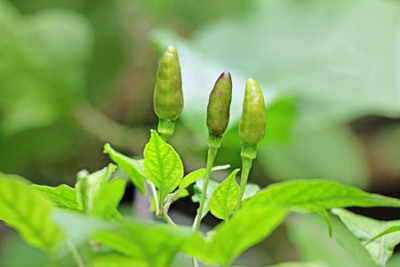 Health benefits of curry leaves