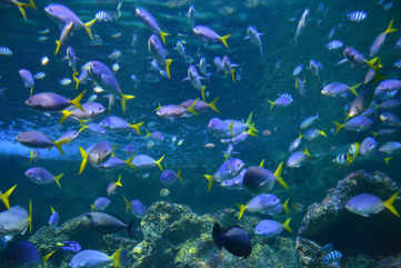 Sydney Aquarium