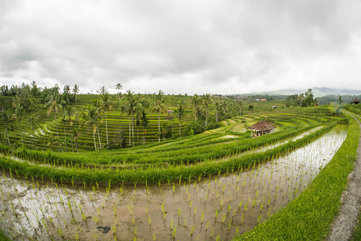 Jatiluwih Rice Fields