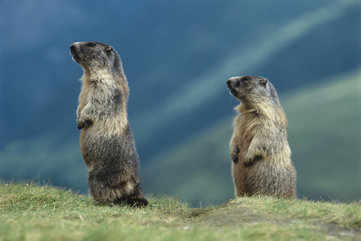 Wildlife in Ladakh