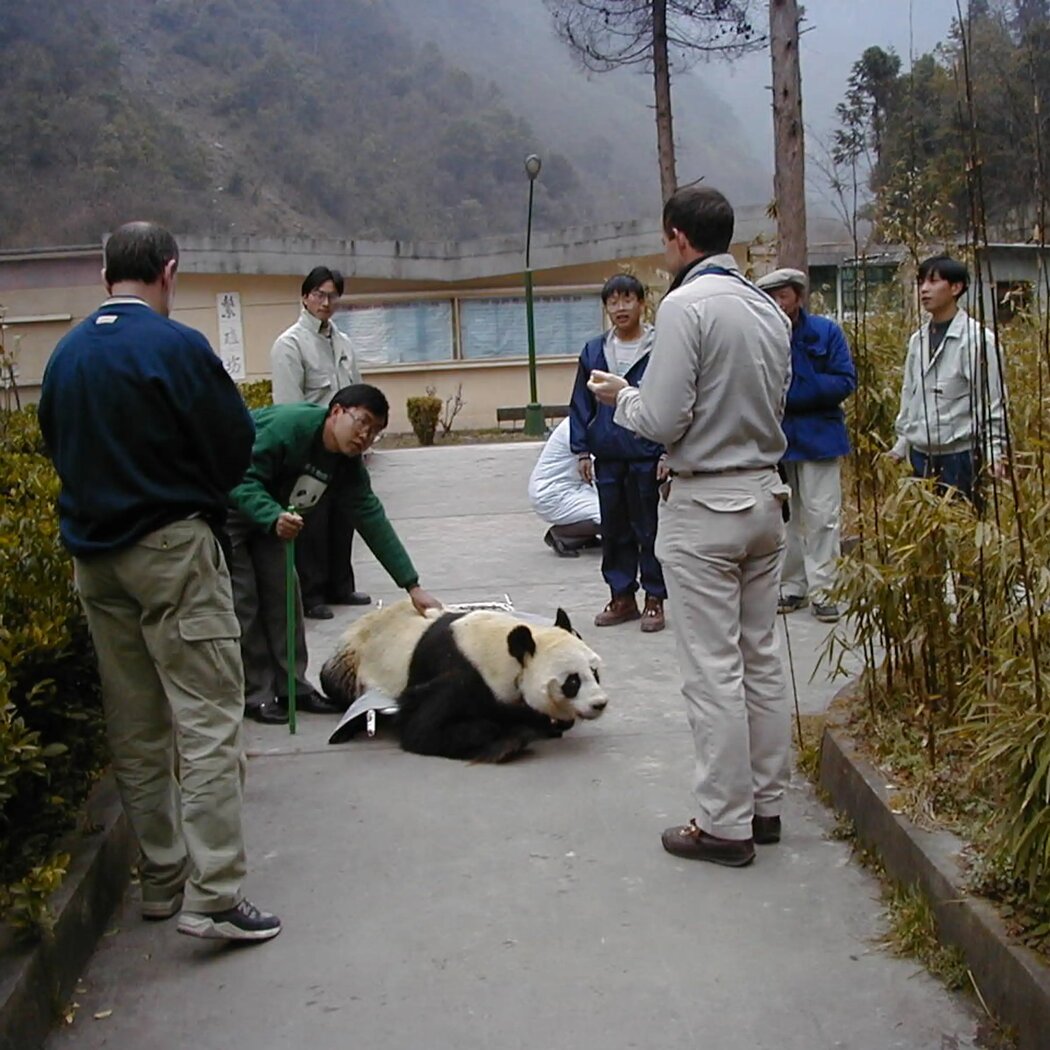 1999年3月，一只熊猫从麻醉中醒来，当时美国和中国的研究人员正在进行一项关于熊猫繁殖的开创性研究。