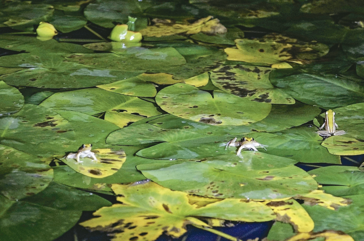 救生物多樣性…沒了昆蟲 就沒了疫苗