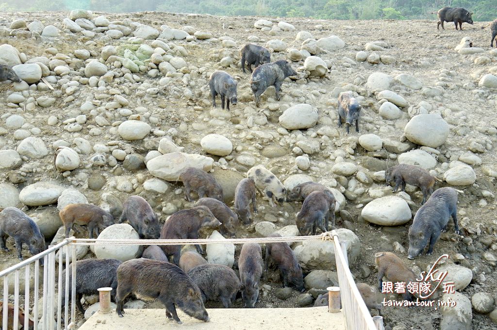 【曾文水庫觀景樓.山豬島】台南楠西景點推薦搭船遊秘境