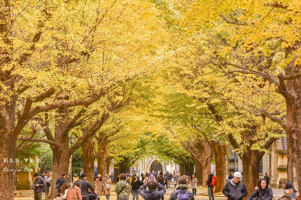 【東京銀杏景點】東京大學銀杏並木 秋季限定金黃浪漫隧道！推薦再到中央食堂吃學生午餐 @周花花，甲飽沒